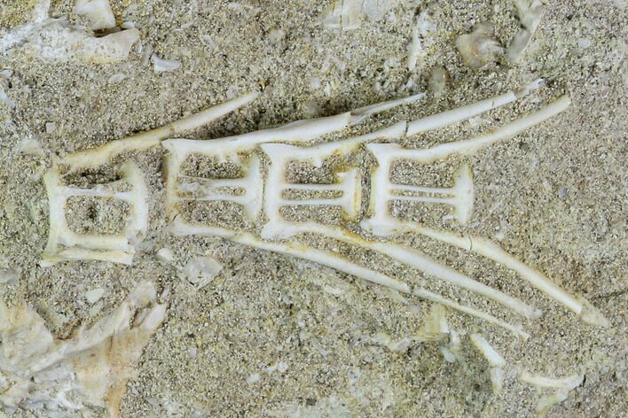 Cretaceous Fossil Fish Vertebrae In Rock - Morocco #111583